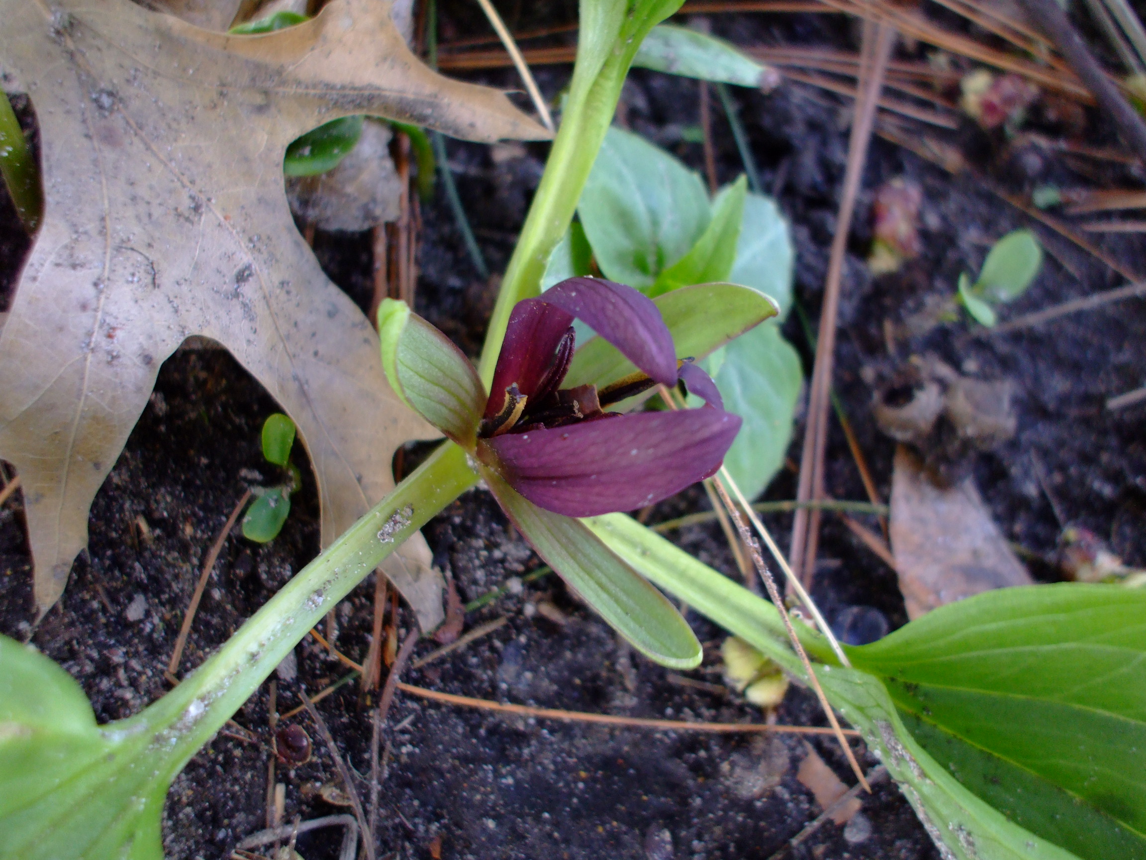 Trillium petiolatum